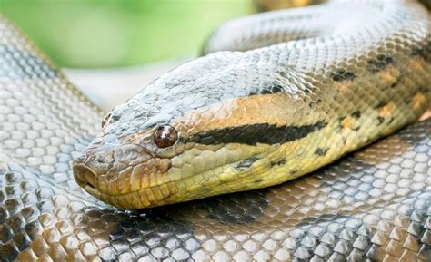 Parque acuático colombiano está entre los más visitados de América Latina cuánto cuesta ir y