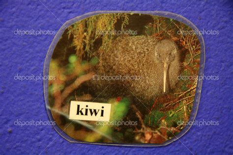 Kiwi, New Zealand — Stock Photo © imagex #12870569