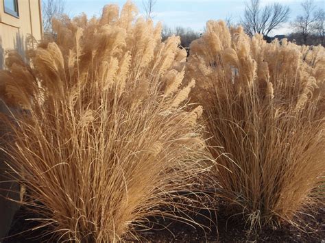 Miscanthus sinensis 'Gracillimus' (Eulalia, Maiden Grass) | North ...