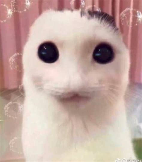 Create Meme The White Cat From Memes Cute Cats Meme Cat Meme