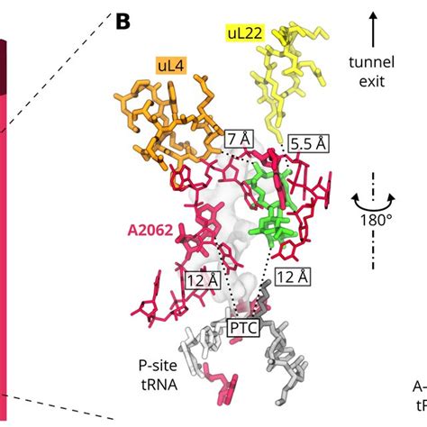 A Scheme Of The Ribosome Exit Tunnel With Several Proteins