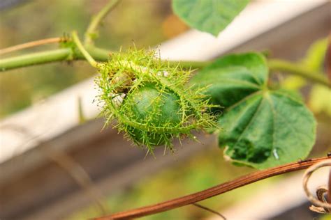 Wild Passion Fruit Passiflora Foetida Stock Photo Image Of Closeup