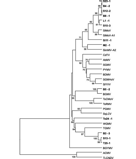 Phylogenetic Tree Based On The Nucleotide Sequence Identity Of The