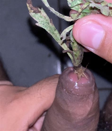 Plant Inside Cock 1