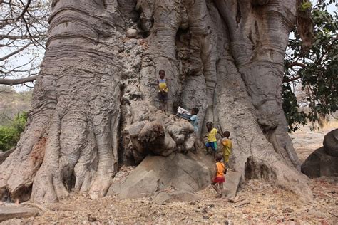 6,000 yrs old Baobab Tree in Senegal, West Africa | Trees to plant ...