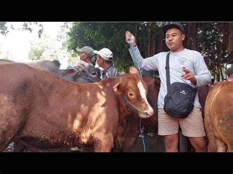 7 JUTAGROSIR PEDET JANTAN TERMURAH SIAP ISI KANDANG Pasar Sapi