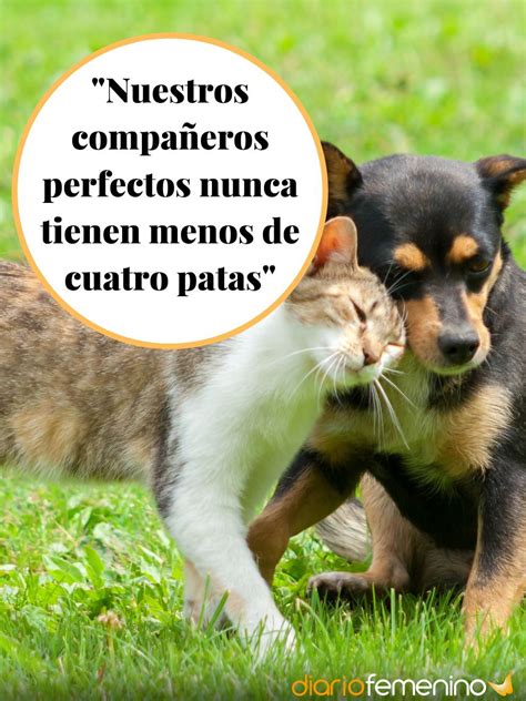 Introducir 82 Imagen Frases Sobre El Cuidado De Animales Viaterramx