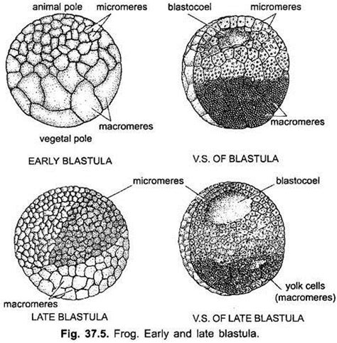 Blastula Frog