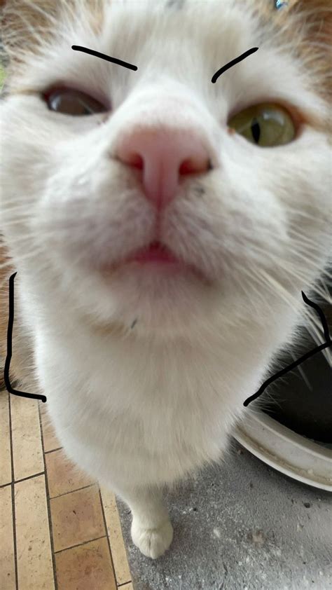 A White Cat With Black Lines On Its Face And Nose Looking Up At The