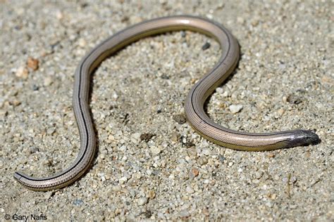 North American Legless Lizards Anniella