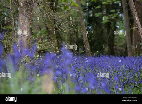 English Bluebells Flower In Cornish Woodland Stock Photo Alamy