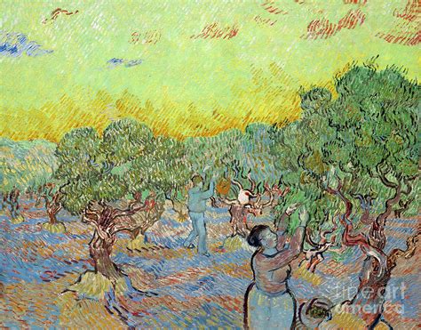 Olive Grove With Two Olive Pickers Photograph By Vincent Van Gogh