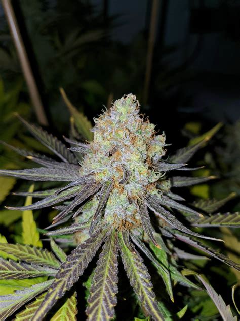 Critical Kush PLUS | EC Genetics Cannabis Seeds Canada