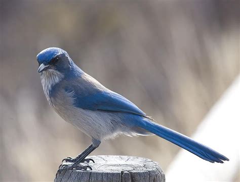 Pin De Naturalbohemian En Bird Love Oregon Pacific Northwest Aves