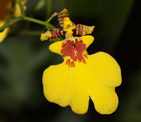 Oncidium | Description & Distribution | Britannica