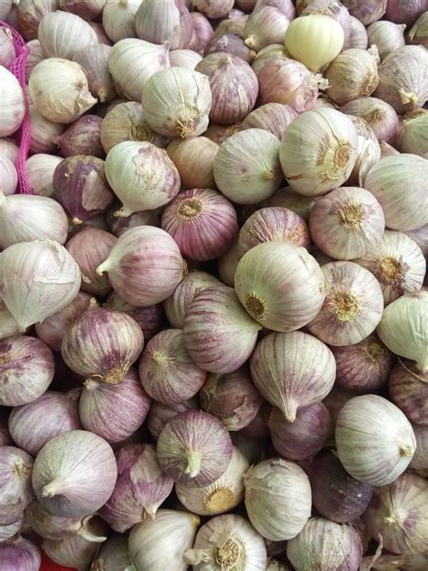 Bawang Putih Tunggal Harga Grosir Bawang Putih Tunggal Bawang Lanang