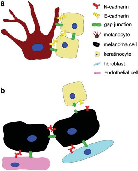 Cellcell Interactions Between Melanocytes And Keratinocytes And