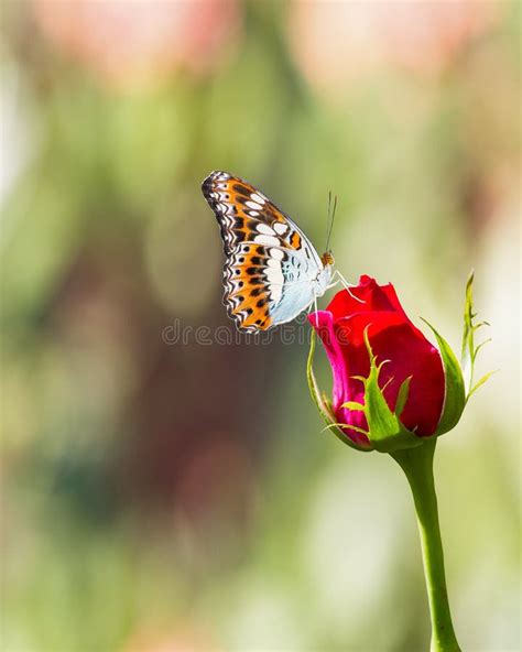 Butterfly Resting On Red Rose Flower Stock Photo Image Of Couple