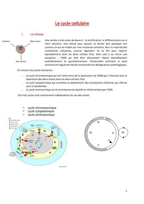 Cours Le Cycle Cellulaire Le Cycle Cellulaire I La Mitose Une