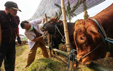 Bacaan Doa Menyembelih Hewan Kurban Lengkap Dengan Tata Caranya