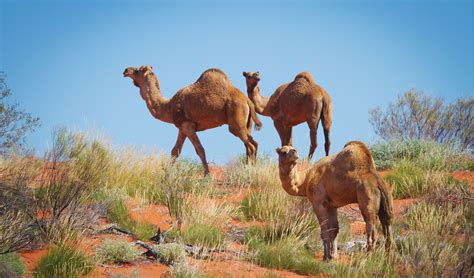 Gallery Australias Desert Landscapes Australian Geographic