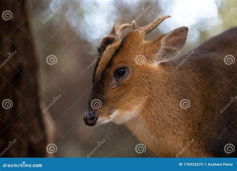 Face Portrait Of An Adult Male Of Muntjac Deer Stock Image Image Of