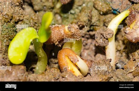 Macro image of seed germination with blurred background. Close up image ... 