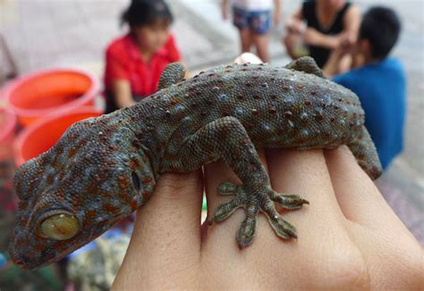 Tokeh Gekko Gecko