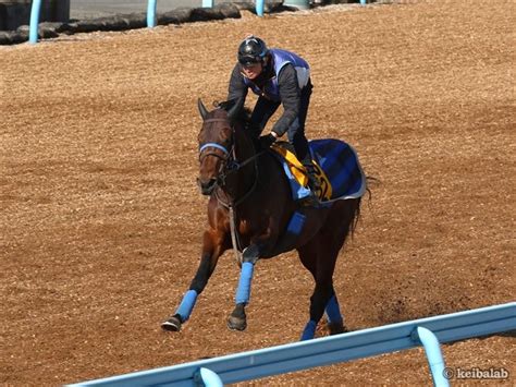 ショウナンマグマ Shonan Magma 競走馬データベース 競馬ラボ