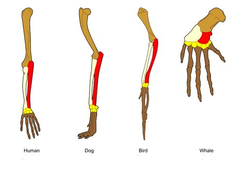 A.Word.A.Day --homologous