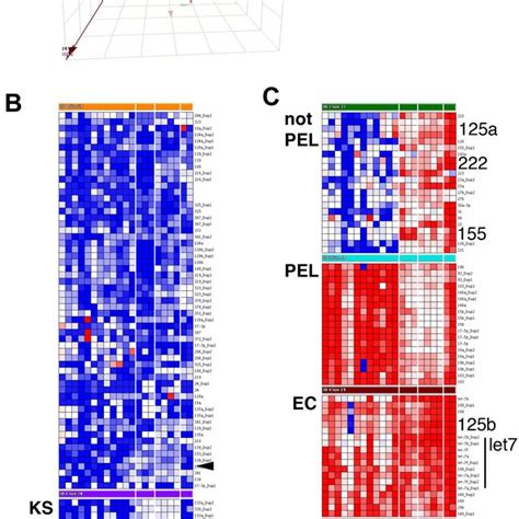 Cluster Analysis Of Mature Mirna Levels In Ks And Pel Data Were First