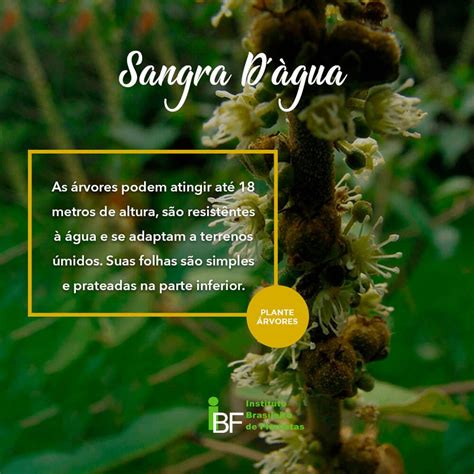 Para Que Serve A Sangra D'água - Sangra D'água Contra Indicações - RETOEDU