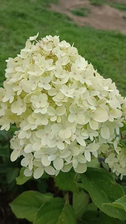 Гортензии Селекшн и Диамантино #гортензия #garden - YouTube