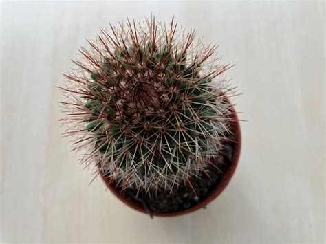 Mammillaria spinonissima