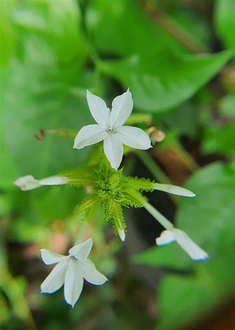 BUNGA DAUN ENCOK Plumbago Zeylanica 1 Agrokompleks Kita