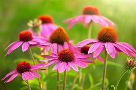 Proven Echinacea Health Benefits For Cold Cancer And Skin