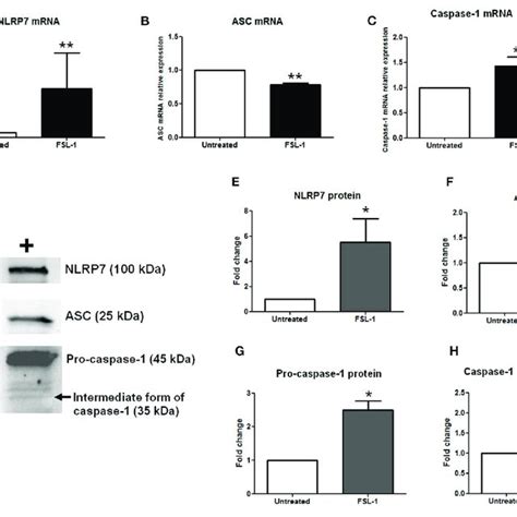 Protein Expression Level Of Nlrp Inflammasome Actors In Term Fetal