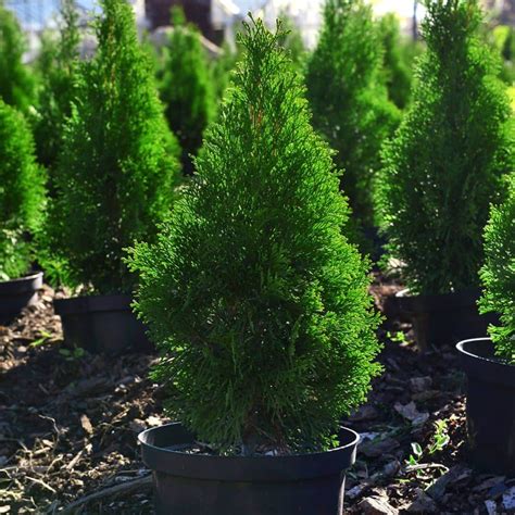 evergreen trees plants shrubs  year  vibrancy
