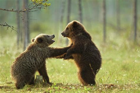 Two Brown Bear Cubs Play Fighting Ursus Arctos In Taiga Forest