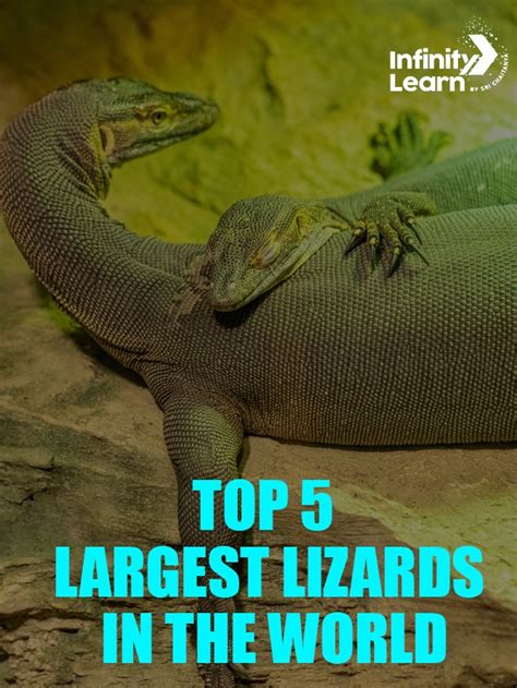 Top 5 Largest Lizards In The World Infinity Learn By Sri Chaitanya