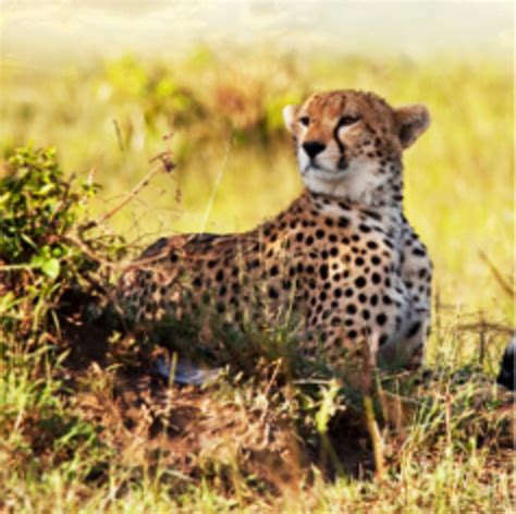 Cheetahs 101 What Do Cheetahs Eat Hubpages