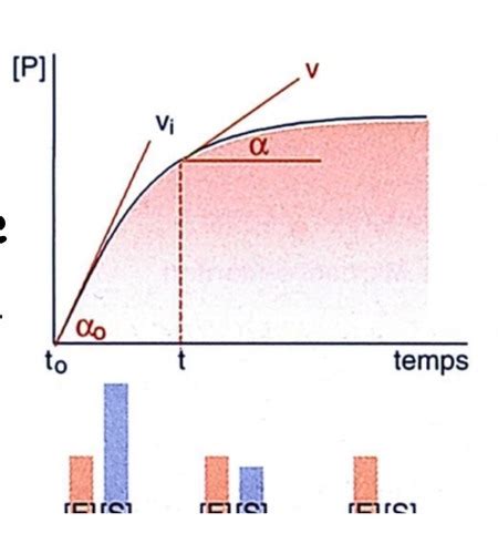 Les Réactions Enzymatiques Flashcards Quizlet