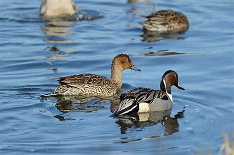 Anas Acuta Northern Pintail Pair Image Taken At Colusa N Flickr