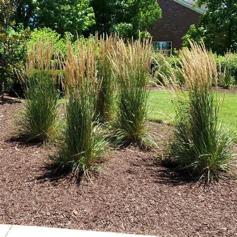 Karl Foerster Feather Reed Grass Perfect For Every Garden The