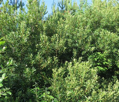 Myrica californica - Trees and Shrubs Online