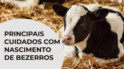 Principais Cuidados Nascimento De Bezerros Paracatu Rural