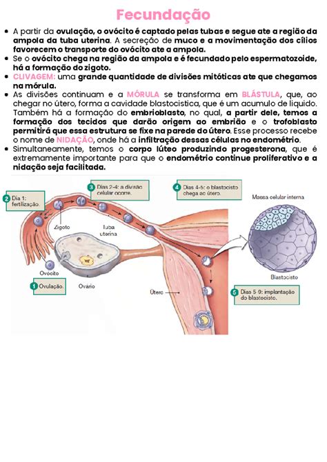 Fecundação Resumo Medicina A partir da ovulação o ovócito é