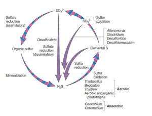 Sulfur Cycle: Introduction, Steps and Diagram - Microbiology Notes