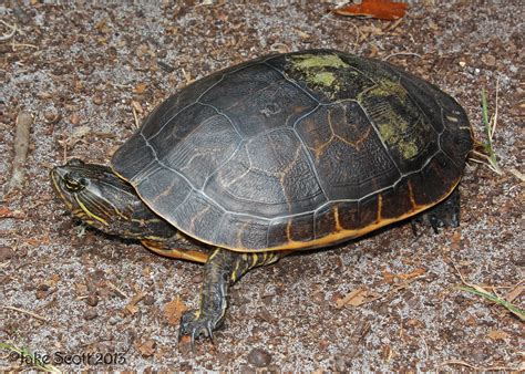 Florida Chicken Turtle Deirochelys Reticularia Chrysea Flickr