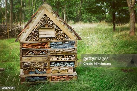 568 Bug House Stock Photos High Res Pictures And Images Getty Images